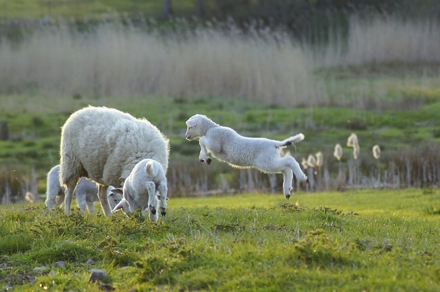 Sheeps-Herd