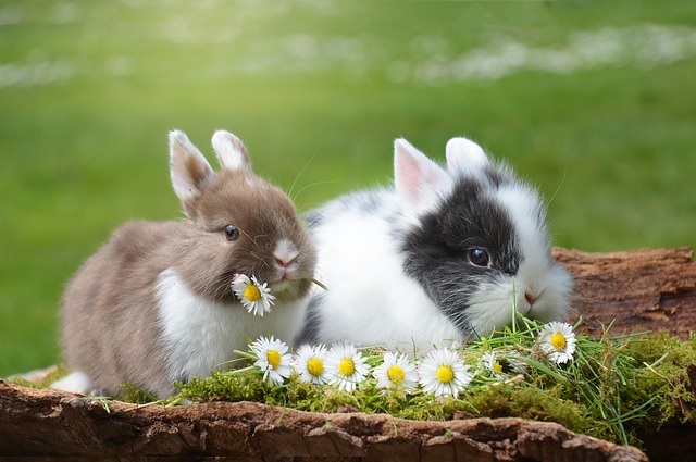 rabbits-with-flower